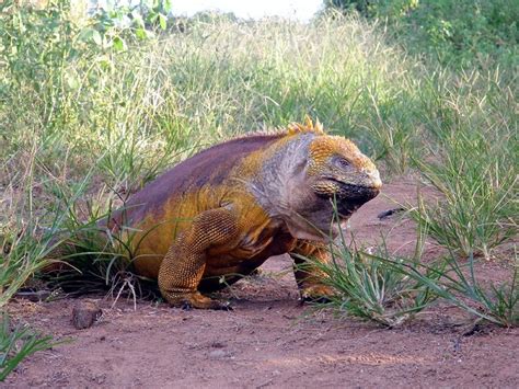 Darwinian Conservatism by Larry Arnhart: Thinking About Galapagos (3 ...