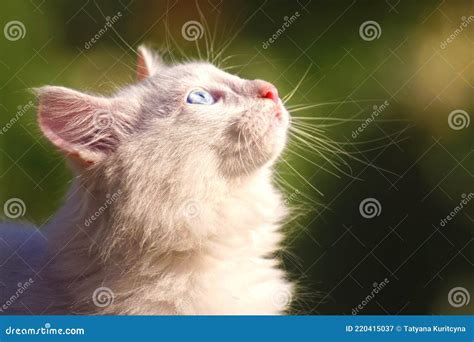 Gato Branco De Olhos Azuis Imagem De Stock Imagem De Mola