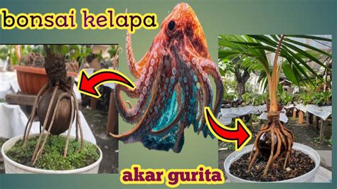 CARA MEMBUAT BONSAI KELAPA AKAR GURITA YouTube