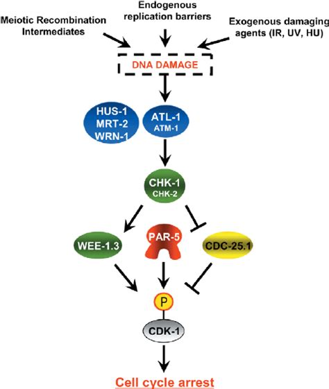 Model Of Par 5 Function Within DNA Damage Induced Cell Cycle Arrest