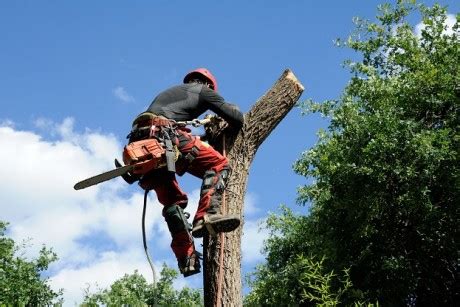 Lagueur Grimpeur Sur La Rive Sud De Montr Al Grimper Aux Arbres Pour