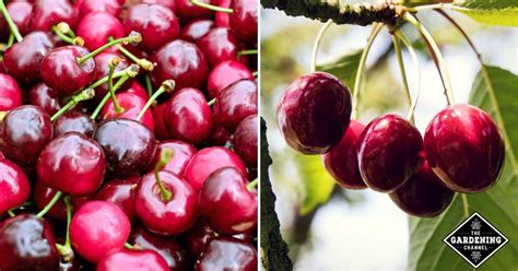 Top 7 How To Grow Cherry Tree From Seed