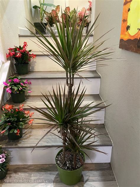 Ft Live Dracaena Marginata Madagascar Colorama Pink Dragon Tree