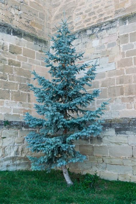 Цэнхэр гацуур: Picea pungens-ийн шинж чанар, арчилгаа бүх мод