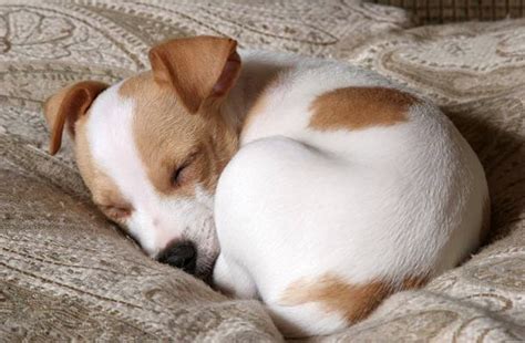 Le Saviez Vous Positions de sommeil chez le chien découvrez leur