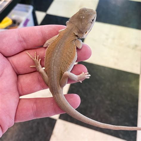 Leatherback Witblits Bearded Dragons Exotic Reptiles For Sale