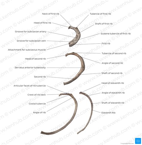 Thoracic Cage Anatomy And Clinical Notes Kenhub