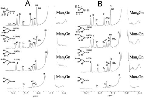 1 H NMR Spectra Of The Intermediates Formed During Digestion Of Man 8