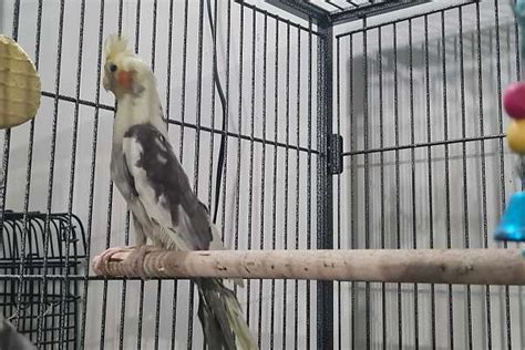 Cockatiel