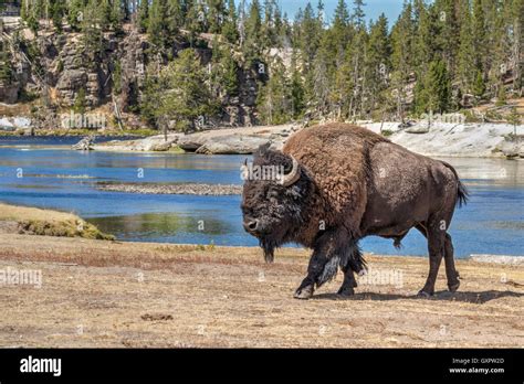 Male American Bison Bison Bison Near The Yellowstone River Yellowstone National Park Wyoming