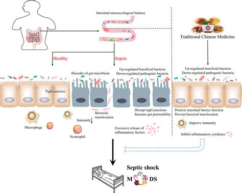 Frontiers Traditional Chinese Medicine A Promising Strategy To