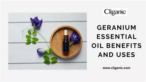 PPT Geranium Essential Oil Benefits And Uses PowerPoint Presentation