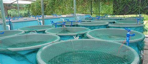 Buying Vs Starting An Aquaculture Business Giles Cadman Blog