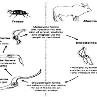 The general summary of the life cycle of Trypanosomes showing the... | Download Scientific Diagram