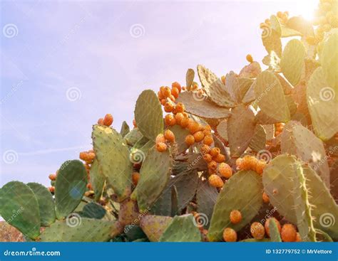 Cactus Del Higo Chumbo Con Las Frutas Abundantes Ficus De La Opuntia