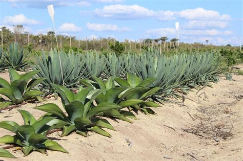 Da tequila ao etanol o agave pode revolucionar sertão nordestino