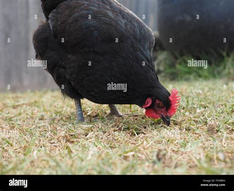 Black Hen In Yard Hi Res Stock Photography And Images Alamy