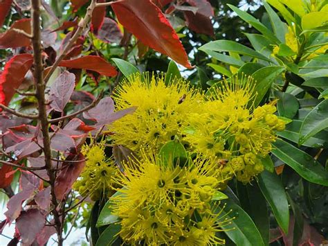 Flowering Trees Of Hawaii This Hawaii Life