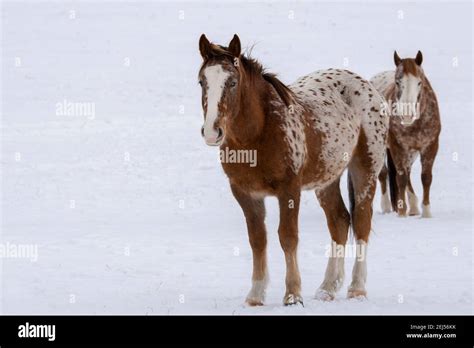 Usa Montana Gardiner Appaloosa Horses In Winter Snow Stock Photo Alamy