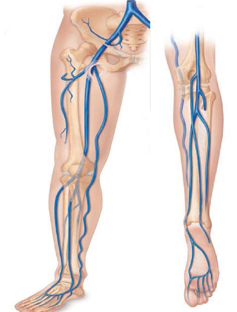 Veins Of The Right Pelvis And Lower Limb Diagram Quizlet