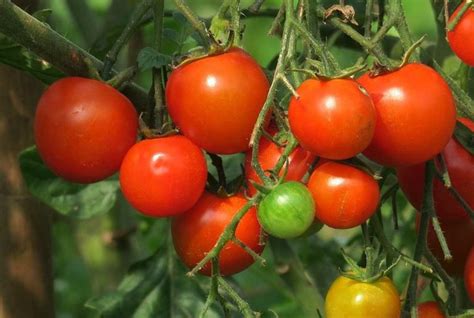 Tomato Seed Germination, Time Period, and Procedure | Agri Farming