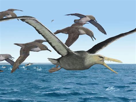 Scientists Reveal What May Be The Largest Flying Bird Ever Smithsonian