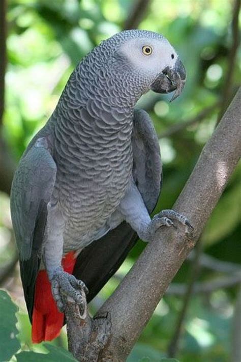 African Gray Parrotthese Birds Can Carry On Conversations Their