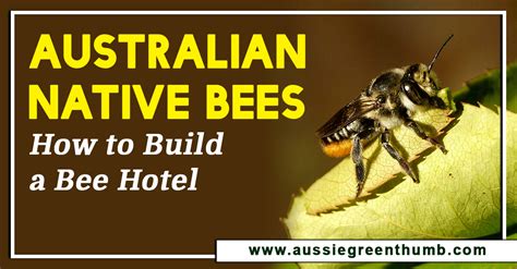 Australian Native Bees How To Build A Bee Hive