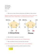 Understanding Nucleic Acids Key Concepts And Structures Course Hero