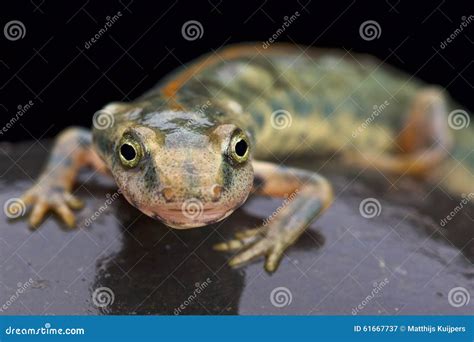 Sardinian Mountain Newt Euproctus Platycephalus Stock Image Image