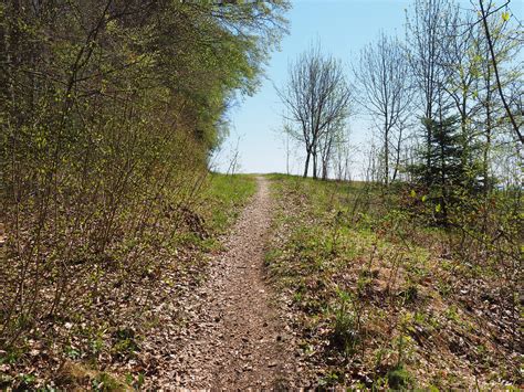 Caminho Da Floresta Trilha Foto Gratuita No Pixabay Pixabay