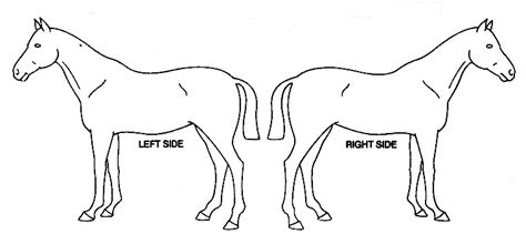 Horse Diagram 01 Left And Right Side In Horses Equis Vetlexicon