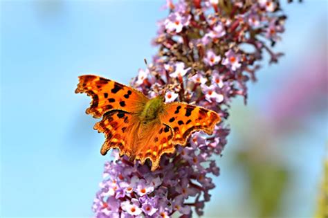 Butterflies and moths as pollinators — Google Arts & Culture