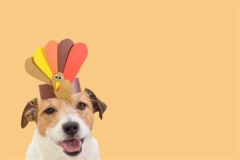 Thanksgiving Food Safety Tips For Pets Everhart Vet