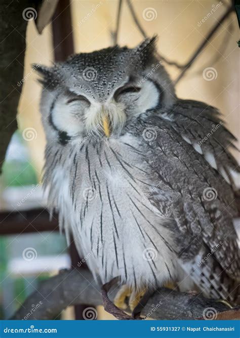 Owl Smile Stock Photos - Royalty Free Images