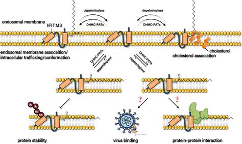 Frontiers Positive Regulation Of The Antiviral Activity Of Interferon