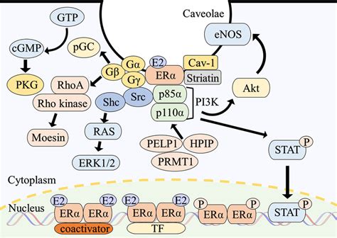 Overview Of Intracellular Signaling Of Estrogen Receptor α