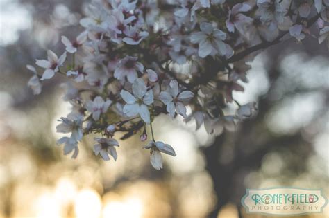 Roneyfield Photography Aron Nino S Cherry Blossom Portraits