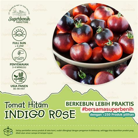 Jual 5 Biji Benih Tomat Hitam INDIGO ROSE Kaya Anti Oksidan Dan