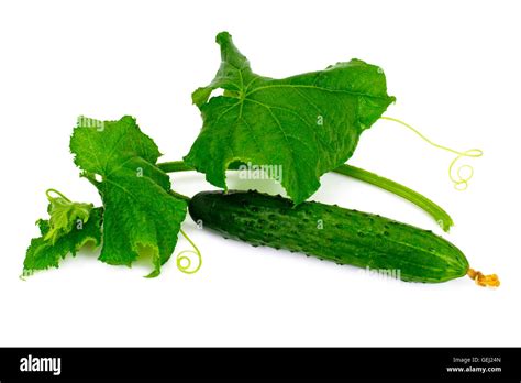 Fresh Green Cucumbers Isolated On White Background Stock Photo Alamy