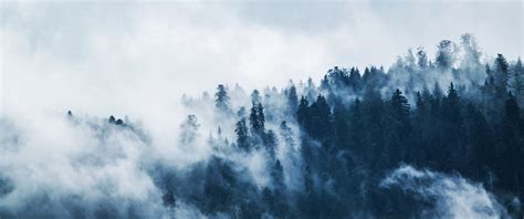 Foggy Wallpaper 4K, Pine trees, Forest, Cloudy Sky