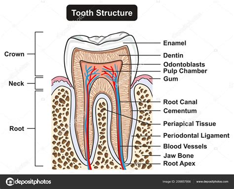 Labeled Tooth Cross Section Anatomy All Parts Including Crown Neck Stock Illustration By ©udaix ...