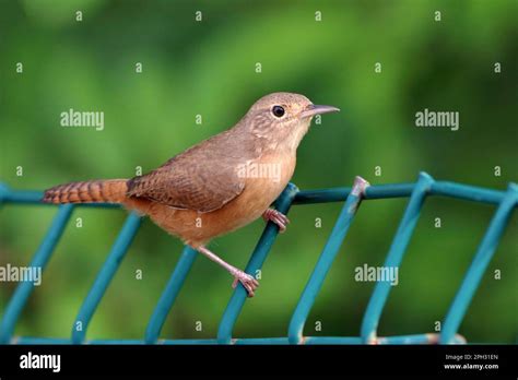 Southern House Wren Troglodytes Musculus Perched On A Green Railing