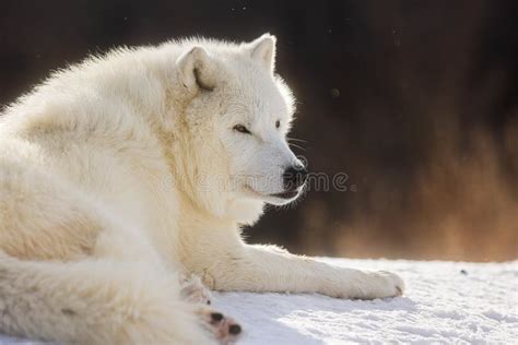 Male Arctic Wolf Canis Lupus Arctos Just Lying Down And Resting Stock