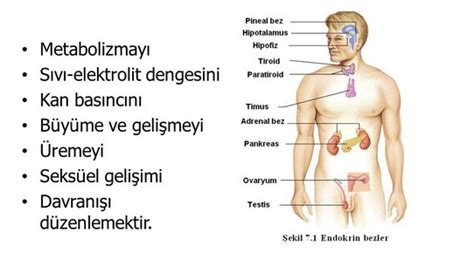 Endokrin Sistem