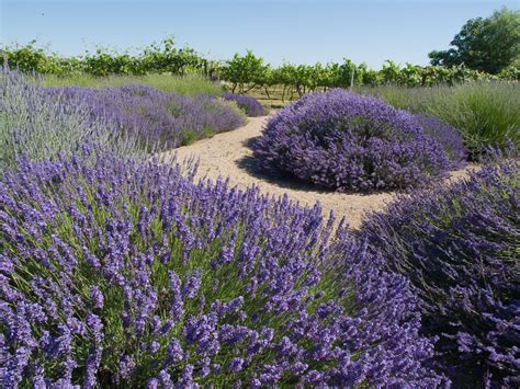 A lavender garden - the ultimate low maintenance solution! | Lavender garden, Dry garden design ...