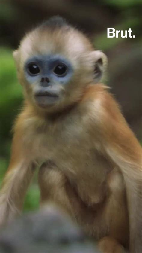 The Golden Snub Nosed Monkey Is Under Threat Brut