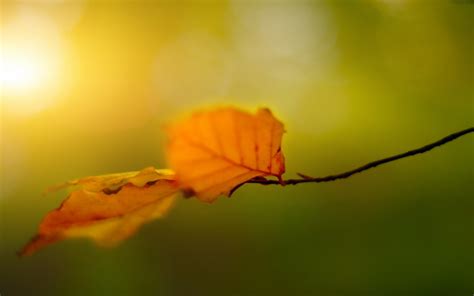 Wallpaper Sunlight Leaves Nature Branch Green Yellow Morning