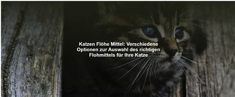 Katzen Flöhe Mittel Verschiedene Optionen zur Auswahl des richtigen