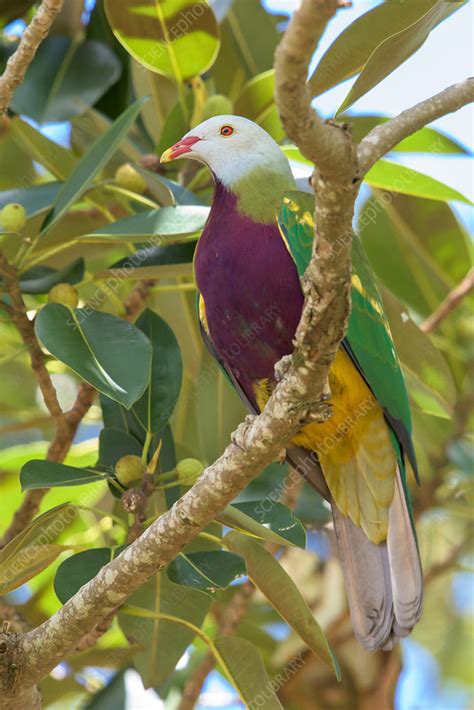 Wompoo Pigeon Stock Image F0319542 Science Photo Library